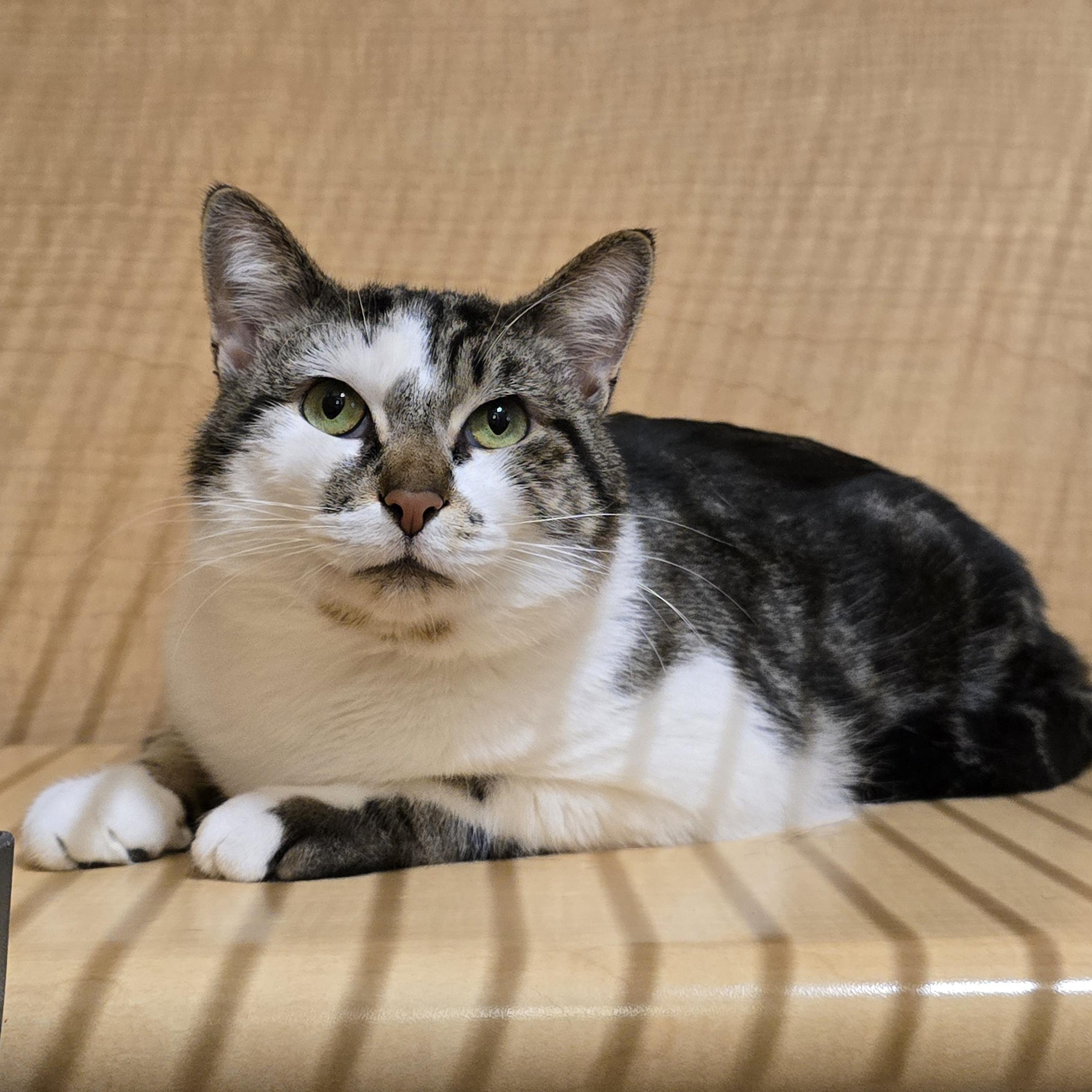 Enlarge Phantom, an adopted Domestic Short Hair in Yukon, OK image 2/3