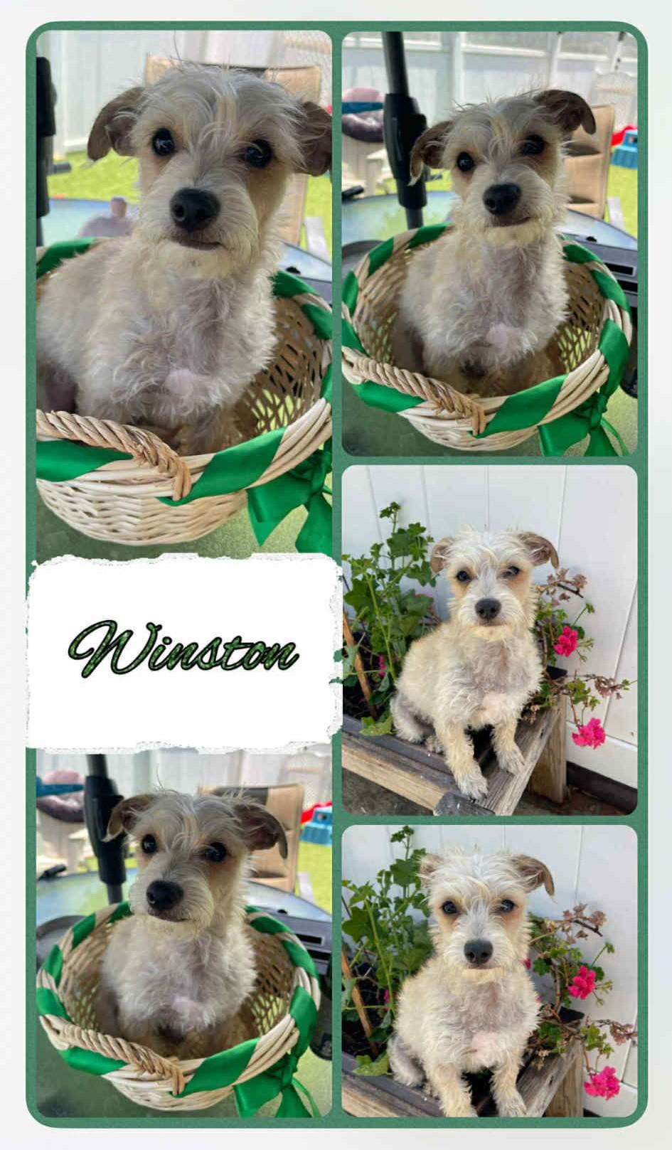 Winston, Adoptable, Young Male Yorkshire Terrier.