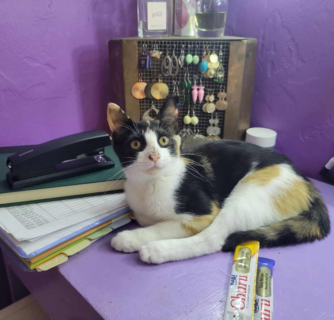 Enlarge Alex, a Adoptable Domestic Short Hair in Magnolia, NJ image 10/13