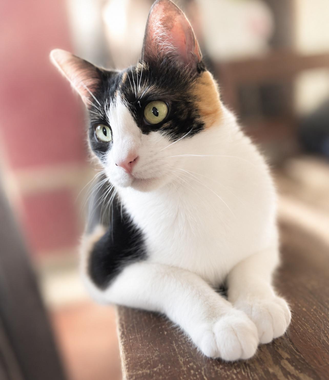 Alex, Adoptable, Adult Female Domestic Short Hair.