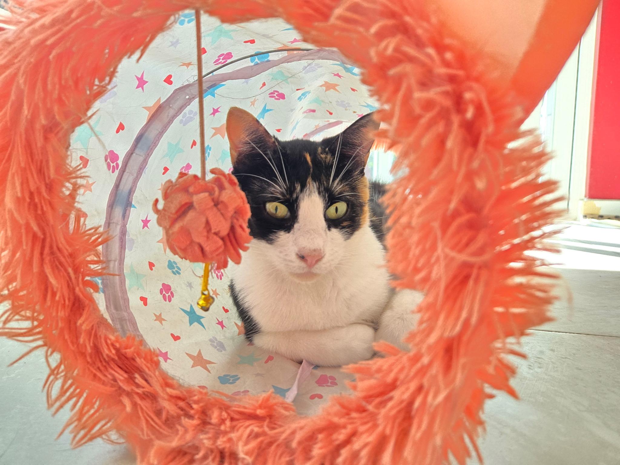 Alex, Adoptable, Adult Female Domestic Short Hair.