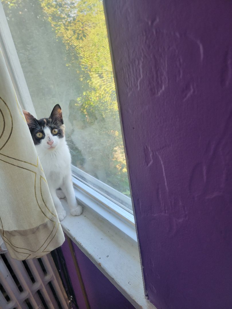 Enlarge Alex, a Adoptable Domestic Short Hair in Magnolia, NJ image 11/13