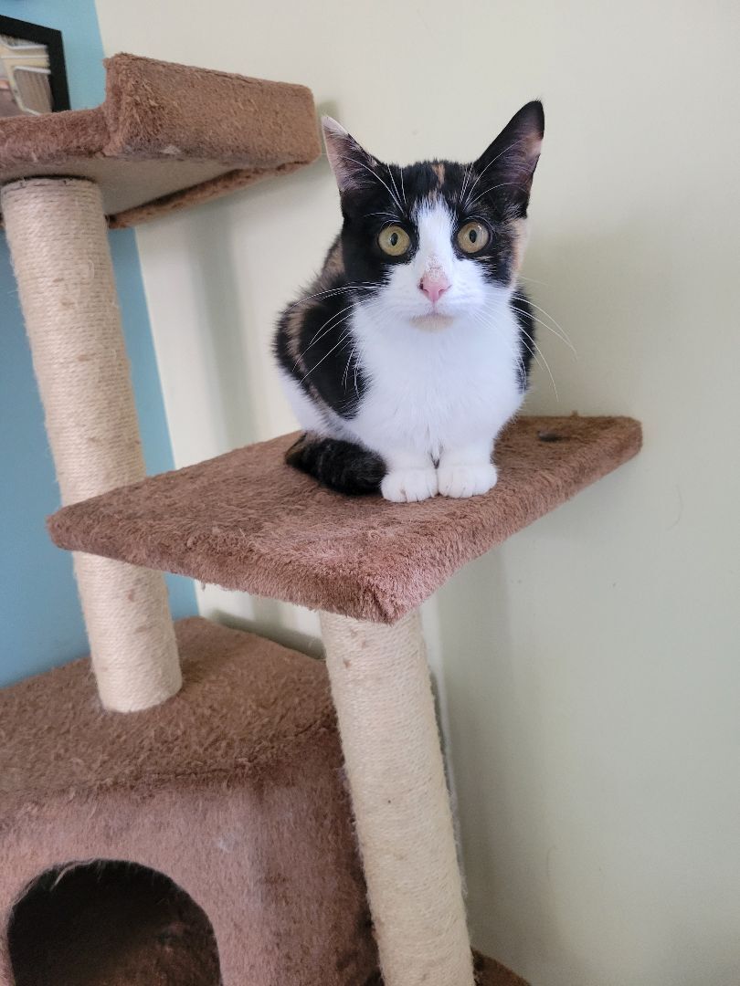 Enlarge Alex, a Adoptable Domestic Short Hair in Magnolia, NJ image 12/13