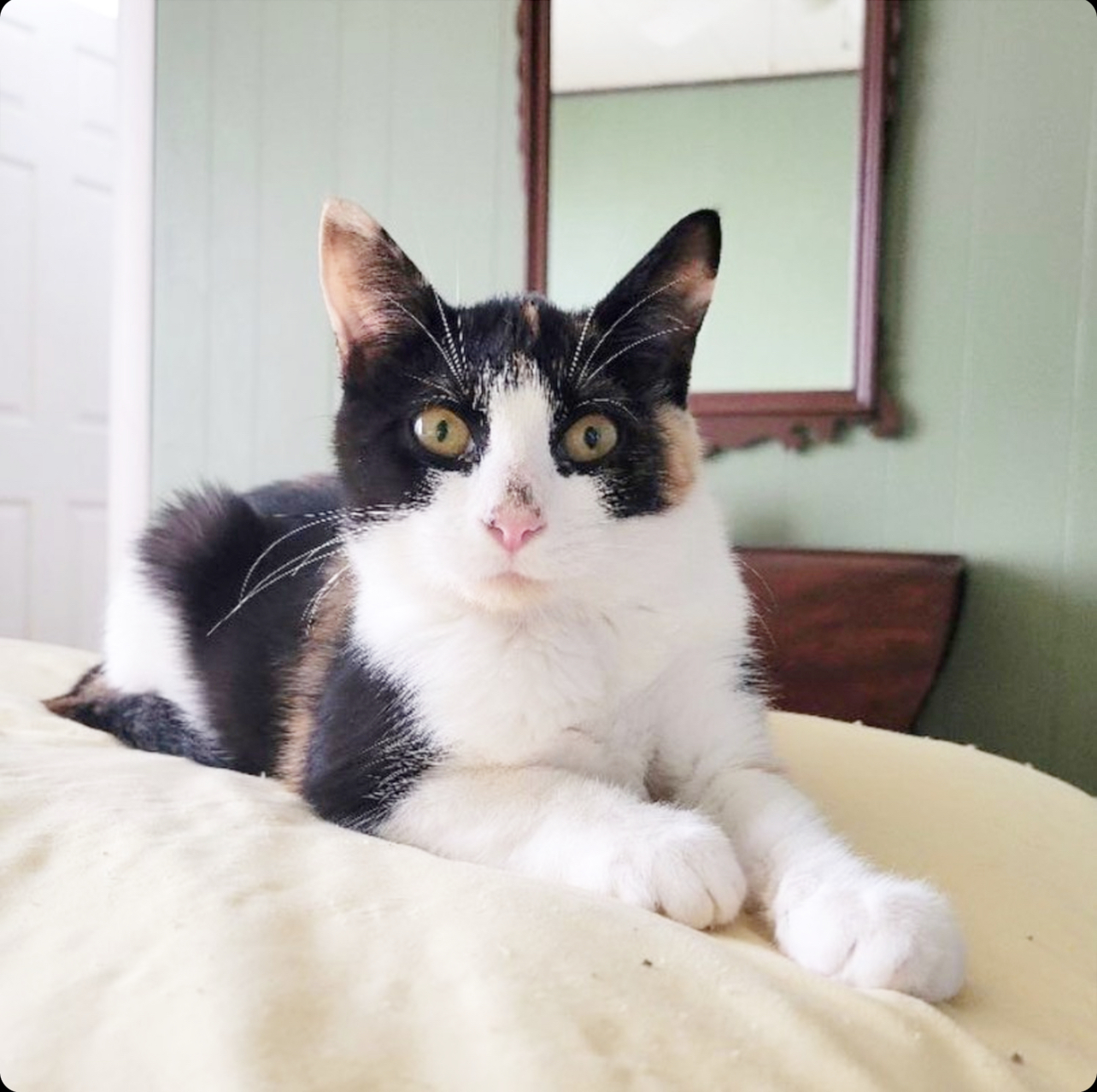 Alex, a Adoptable Domestic Short Hair in Magnolia, NJ image 1/13