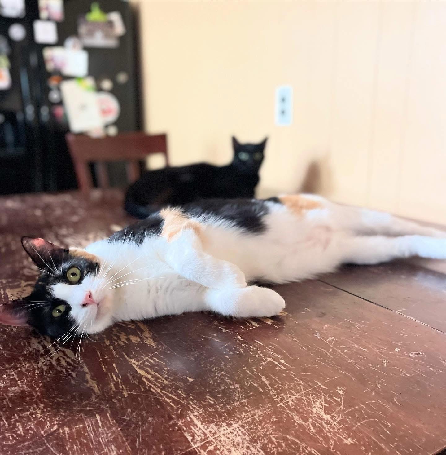 Enlarge Alex, a Adoptable Domestic Short Hair in Magnolia, NJ image 5/6