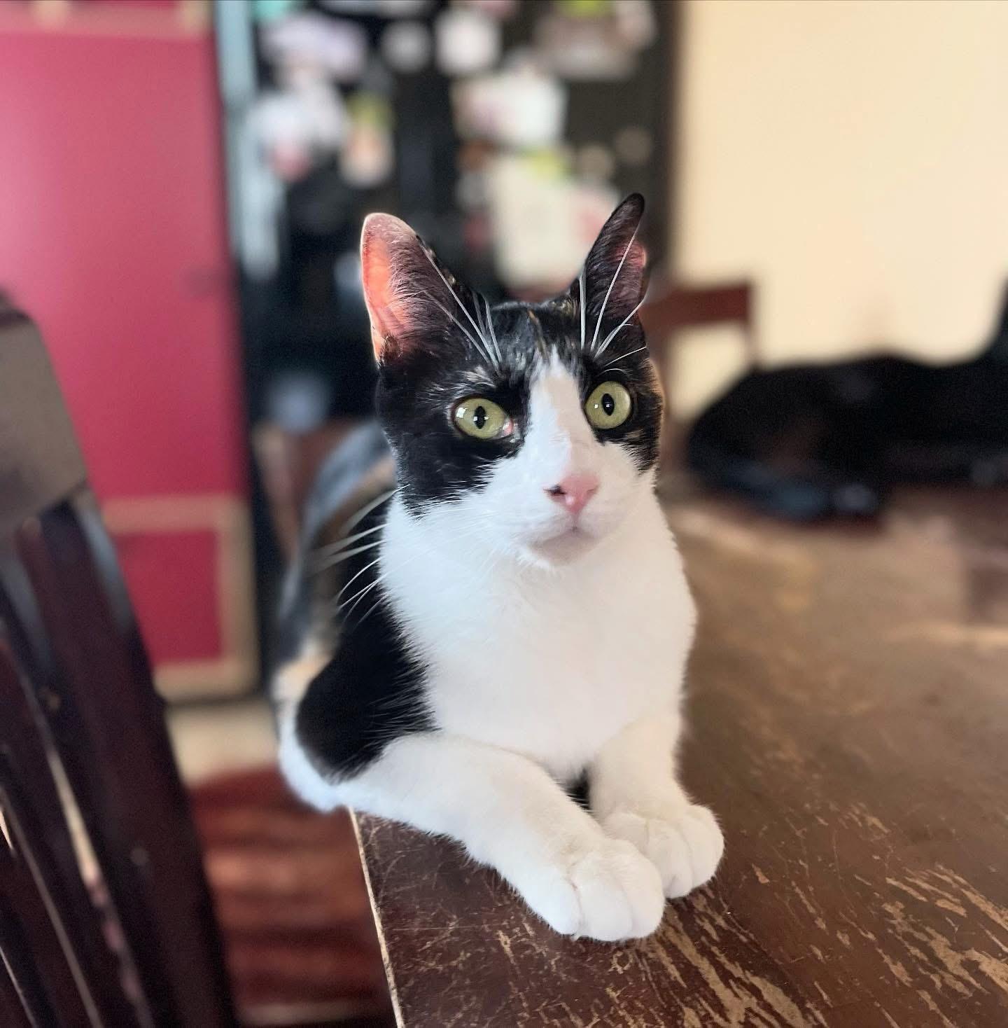 Enlarge Alex, a Adoptable Domestic Short Hair in Magnolia, NJ image 1/6