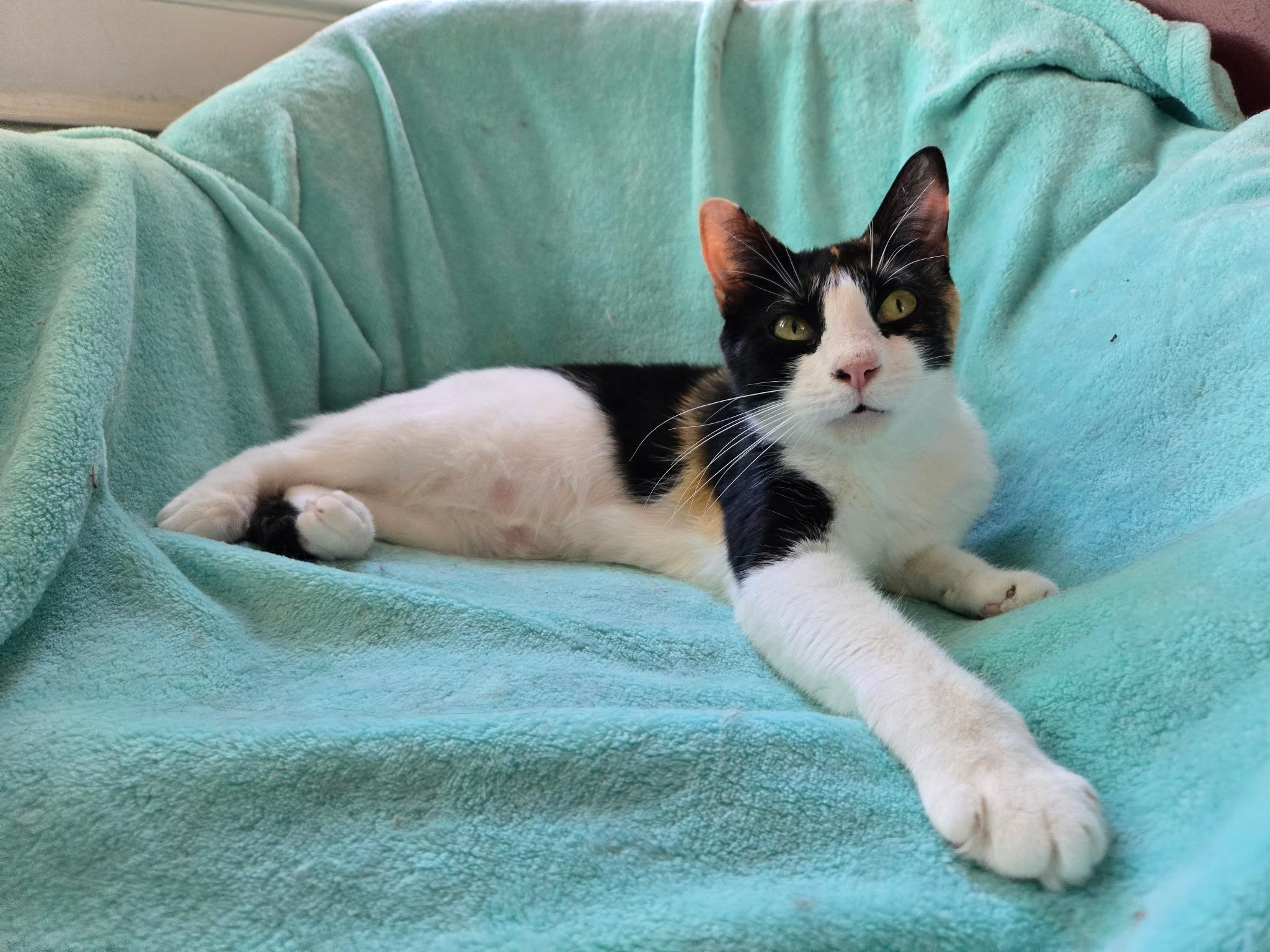 Enlarge Alex, a Adoptable Domestic Short Hair in Magnolia, NJ image 6/6