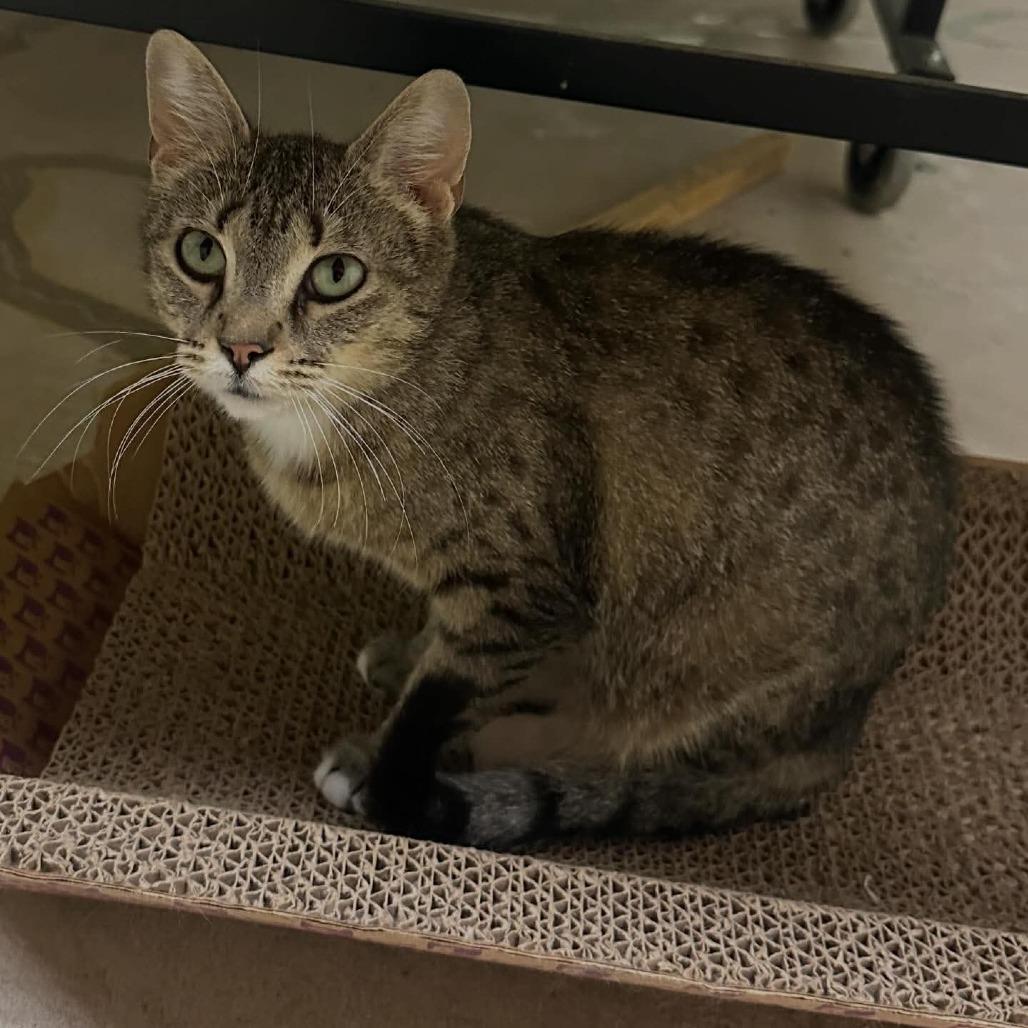 Enlarge Aurora, a Adoptable Domestic Short Hair in DeKalb, IL image 4/6