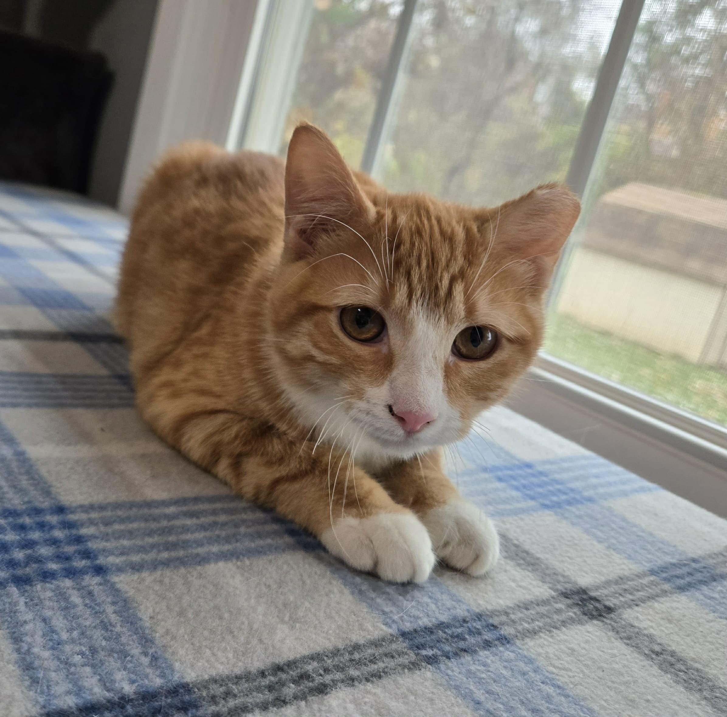 Enlarge Butterball, a Adoptable Domestic Medium Hair in Sedalia, MO image 2/6