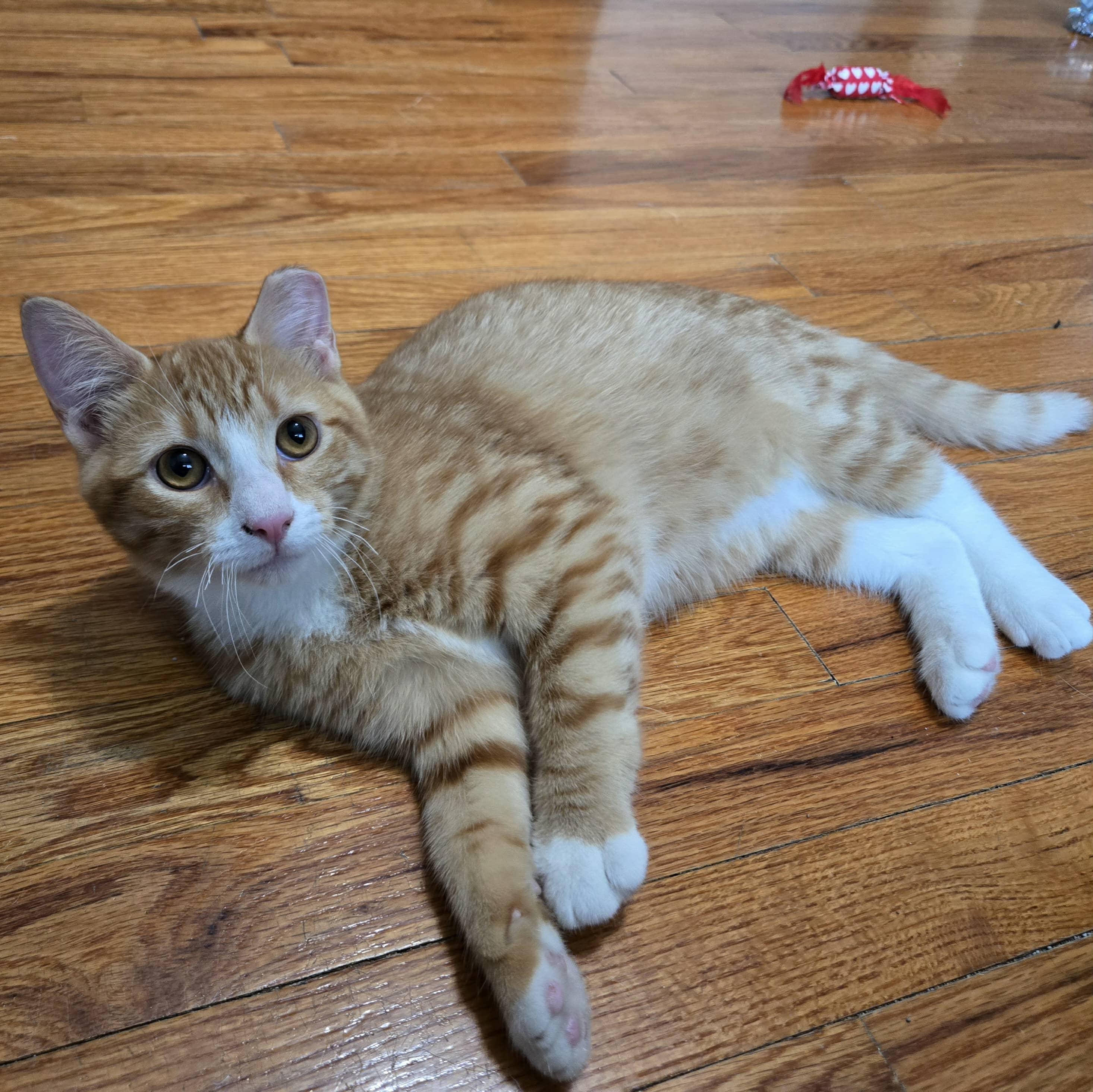 Enlarge Butterball, a Adoptable Domestic Medium Hair in Sedalia, MO image 5/6