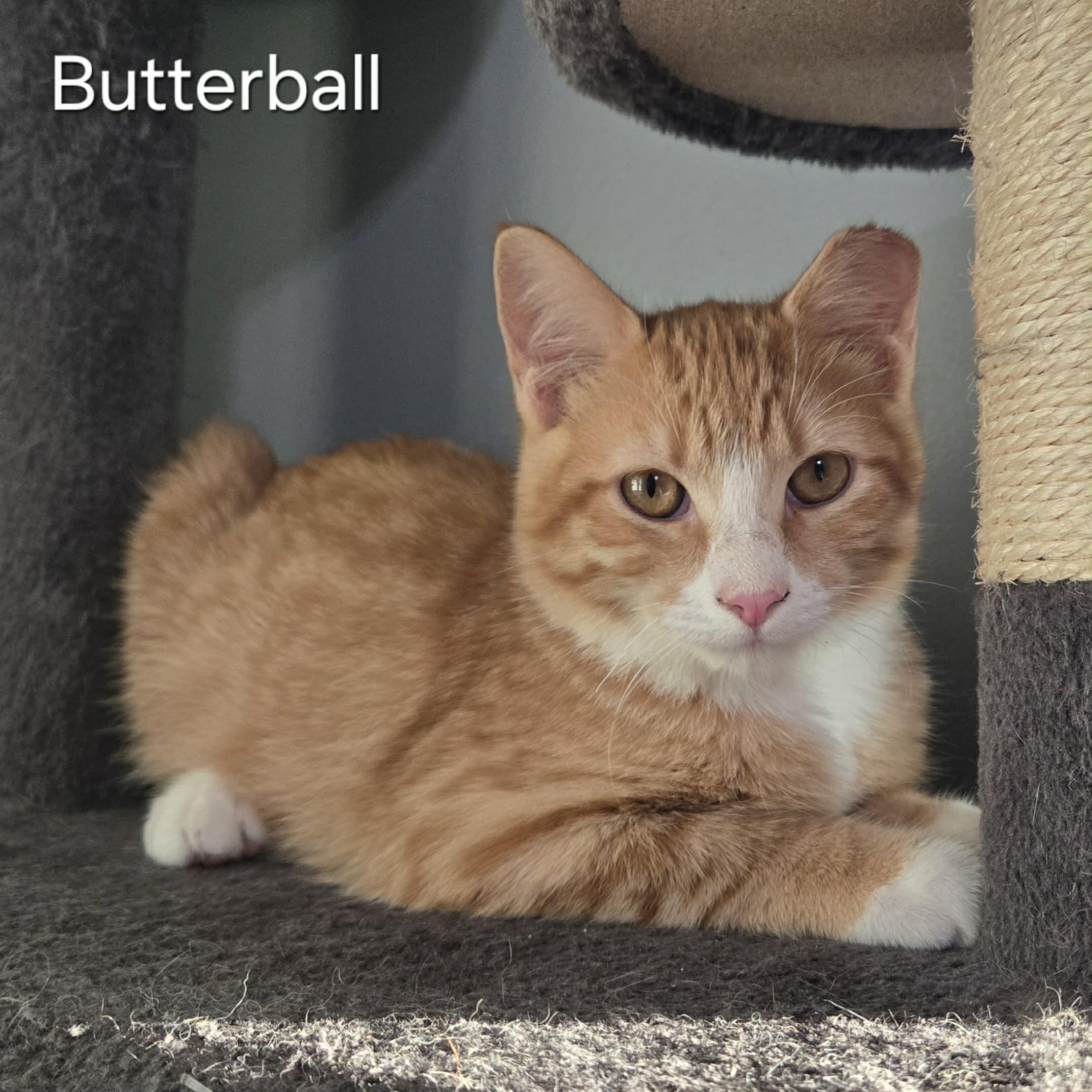 Enlarge Butterball, a Adoptable Domestic Medium Hair in Sedalia, MO image 3/6