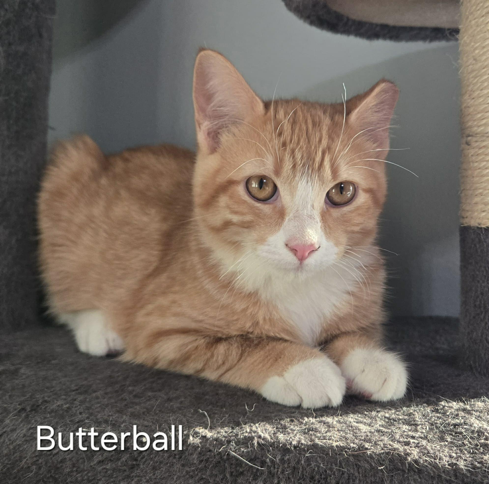Enlarge Butterball, a Adoptable Domestic Medium Hair in Sedalia, MO image 4/6