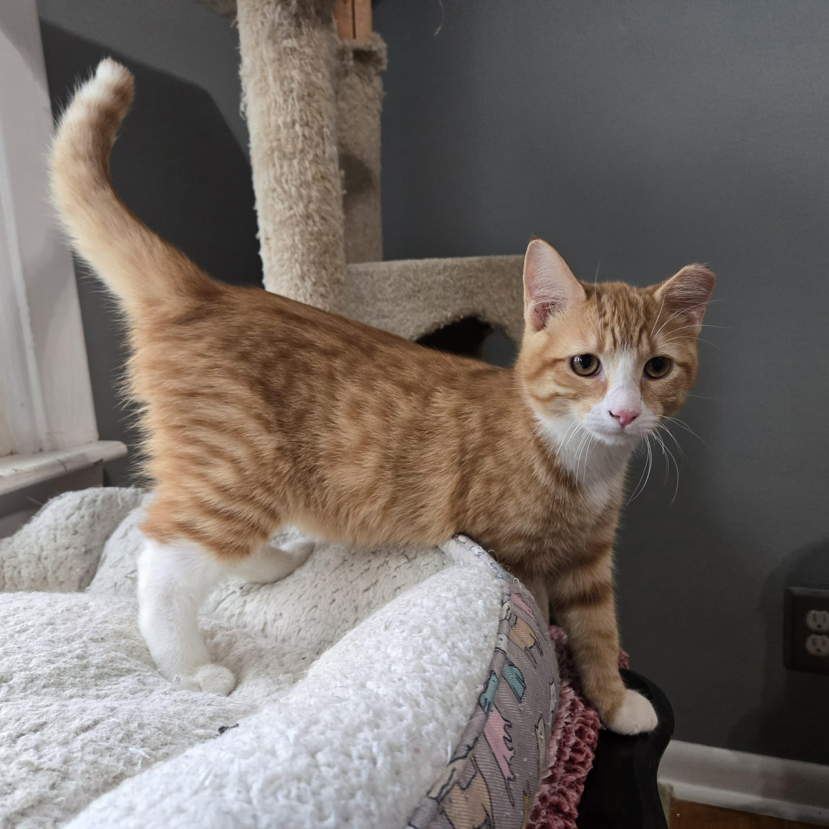 Enlarge Butterball, a Adoptable Domestic Medium Hair in Sedalia, MO image 6/6