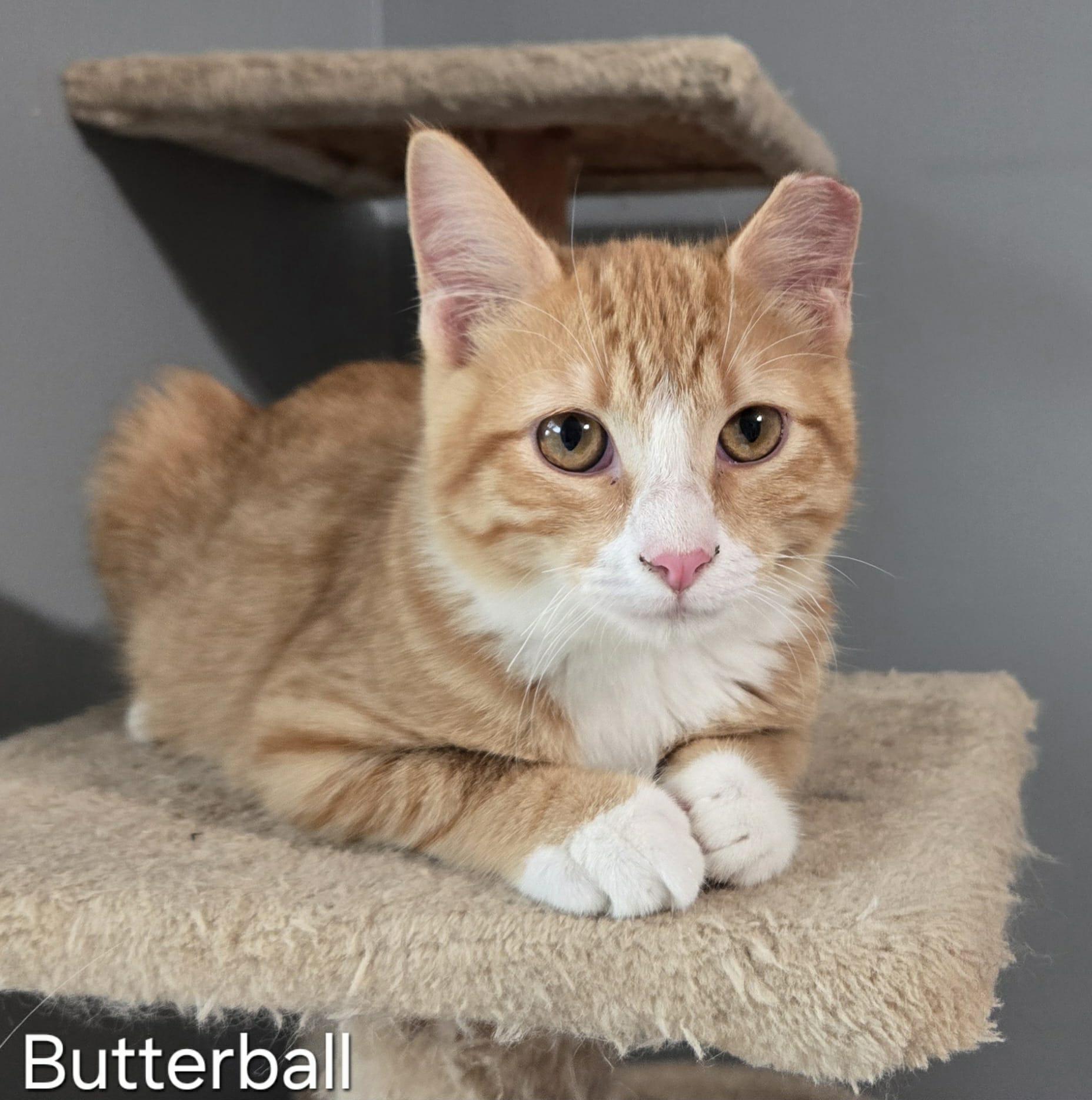 Enlarge Butterball, a Adoptable Domestic Medium Hair in Sedalia, MO image 1/6