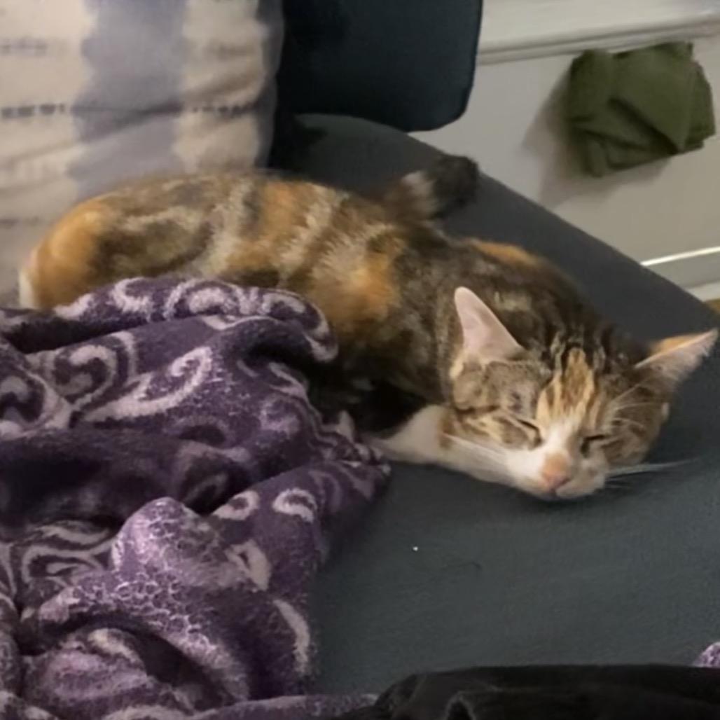 Matilda, Adoptable, Young Female Domestic Short Hair.