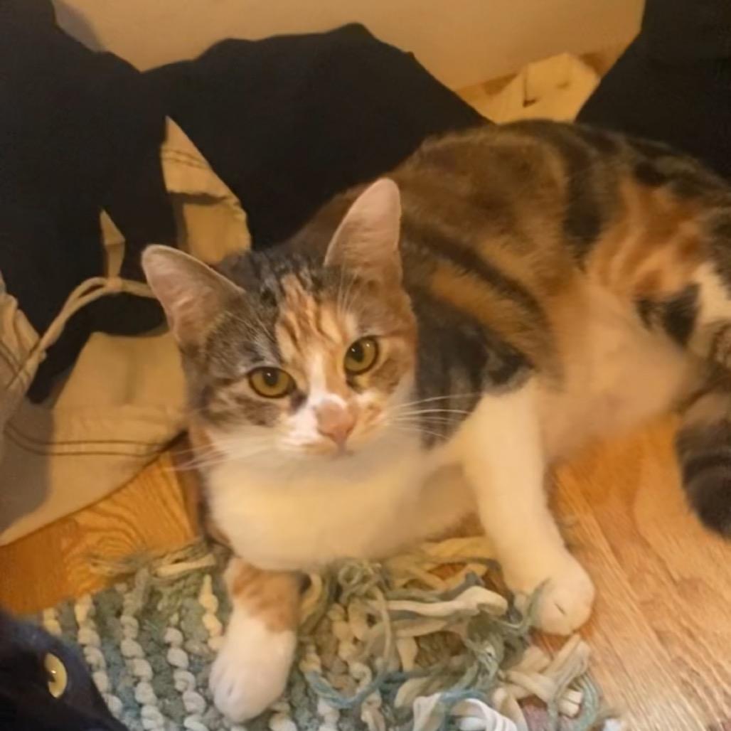 Matilda, a Adoptable Domestic Short Hair in Simi Valley, CA image 2/3