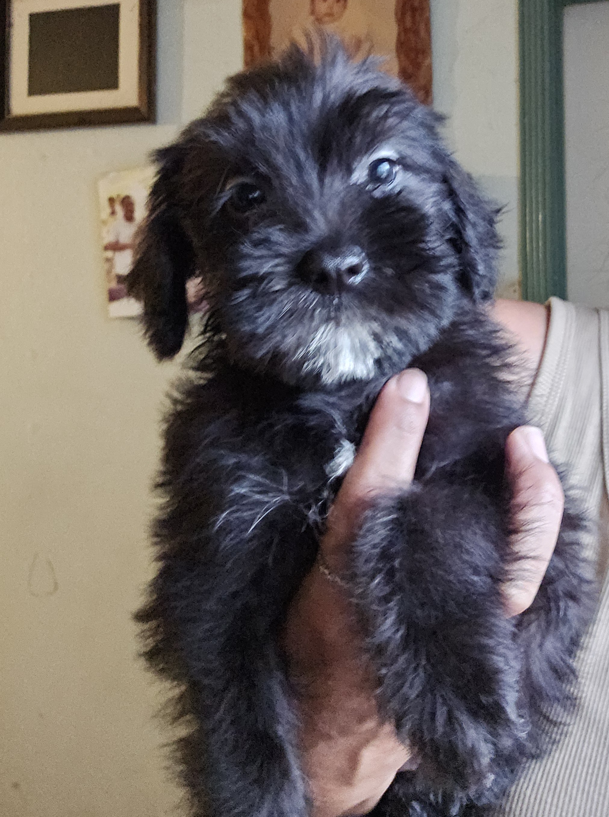 Dog for adoption Black Bean, a Maltese & Poodle Mix in Los Angeles