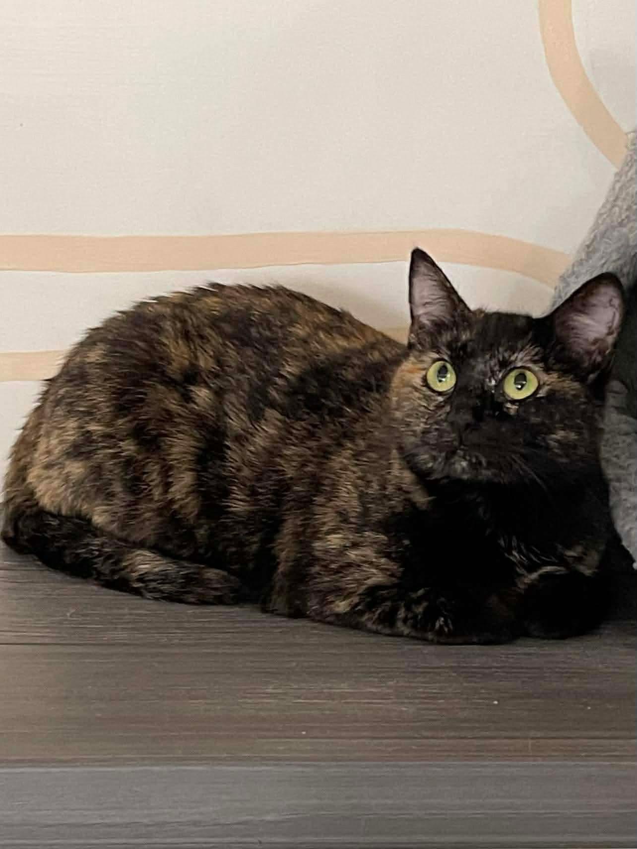 Enlarge Astrid, a Adoptable Domestic Short Hair in Oakboro , NC image 1/3