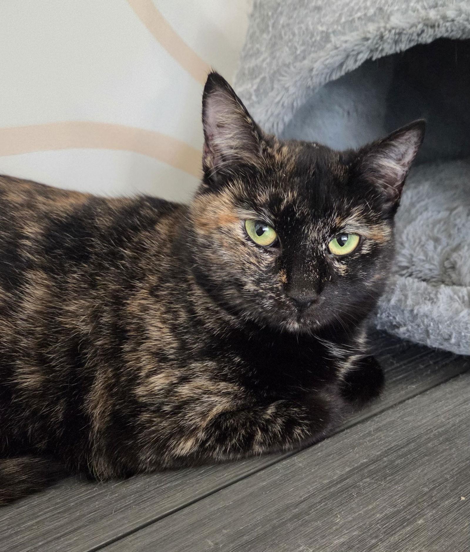 Enlarge Astrid, a Adoptable Domestic Short Hair in Oakboro , NC image 2/3