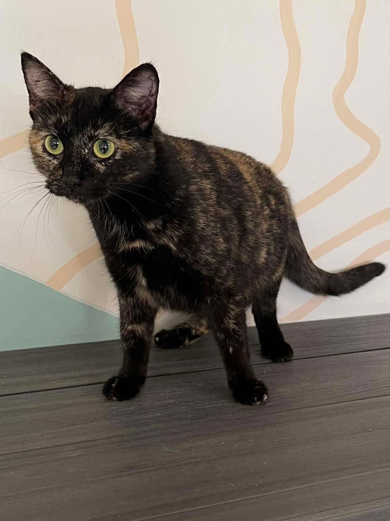 Enlarge Astrid, a Adoptable Domestic Short Hair in Oakboro , NC image 3/3