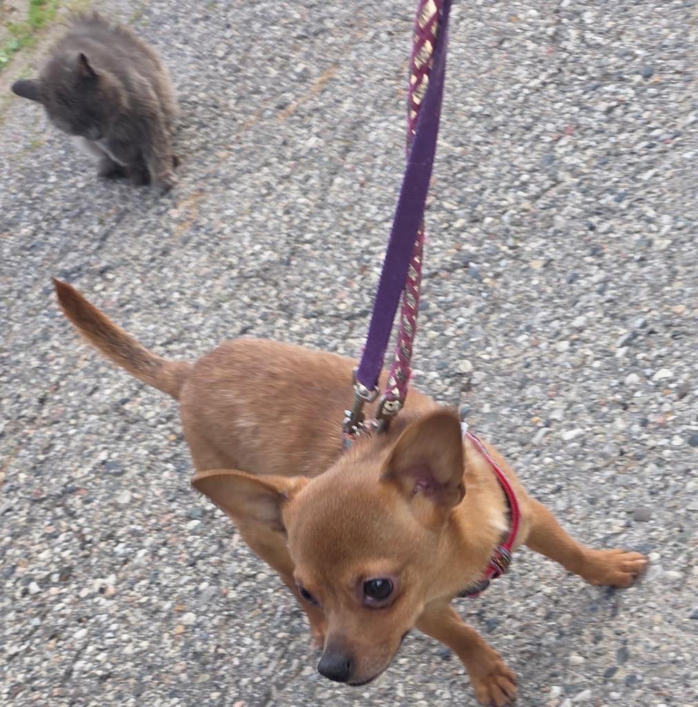 Enlarge Jolene and brother Fat Boy Courtesy Listing, a ADOPTABLE mixed breed in Midland, MI image 3/4