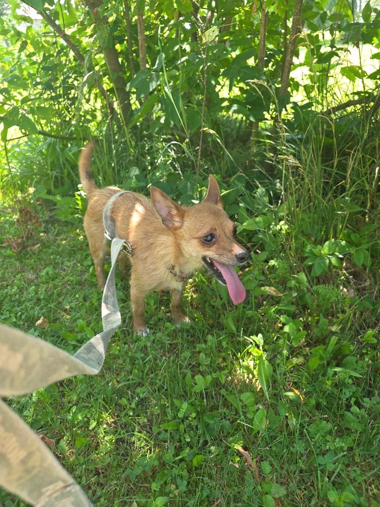 Enlarge Jolene and brother Fat Boy Courtesy Listing, a ADOPTABLE mixed breed in Midland, MI image 2/4