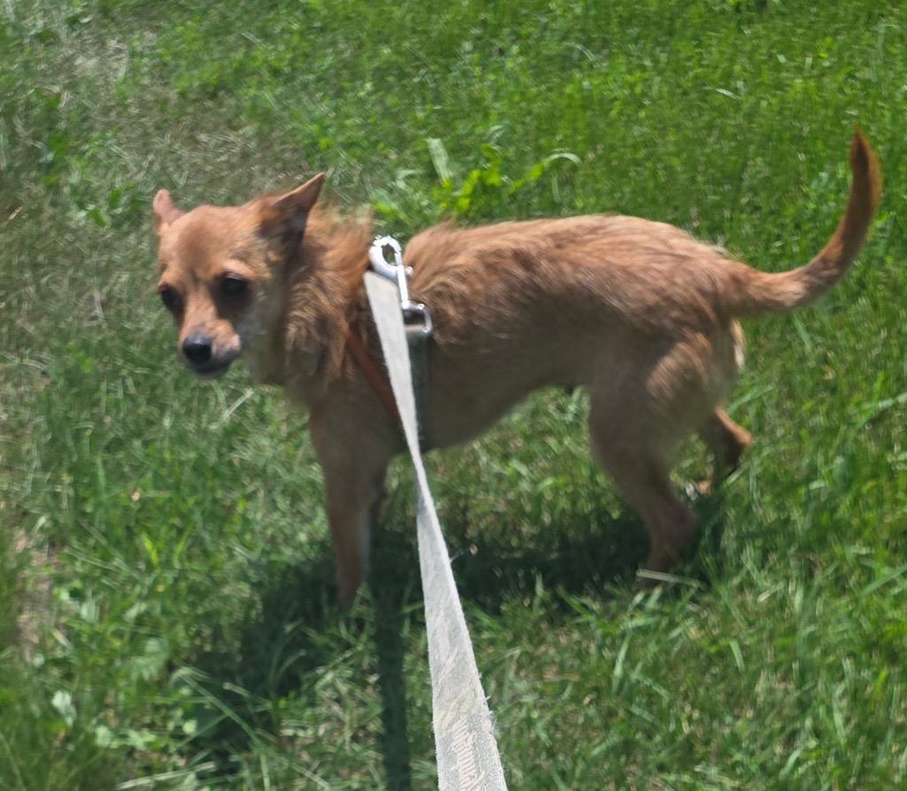 Enlarge Jolene and brother Fat Boy Courtesy Listing, a ADOPTABLE mixed breed in Midland, MI image 4/4