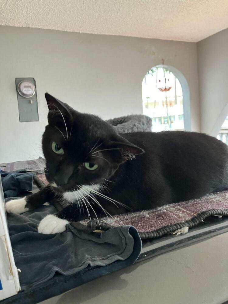 Alisha, Adoptable, Adult Female Domestic Short Hair.