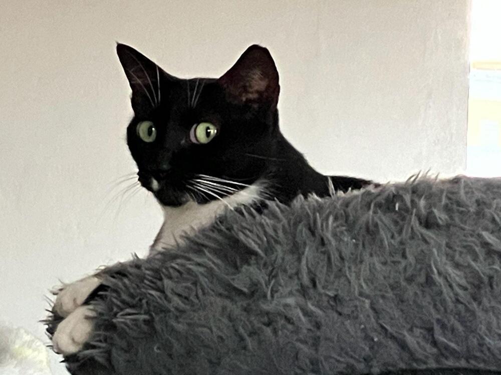 Enlarge Alisha, a Adoptable Domestic Short Hair in Naranjito, PR image 2/3