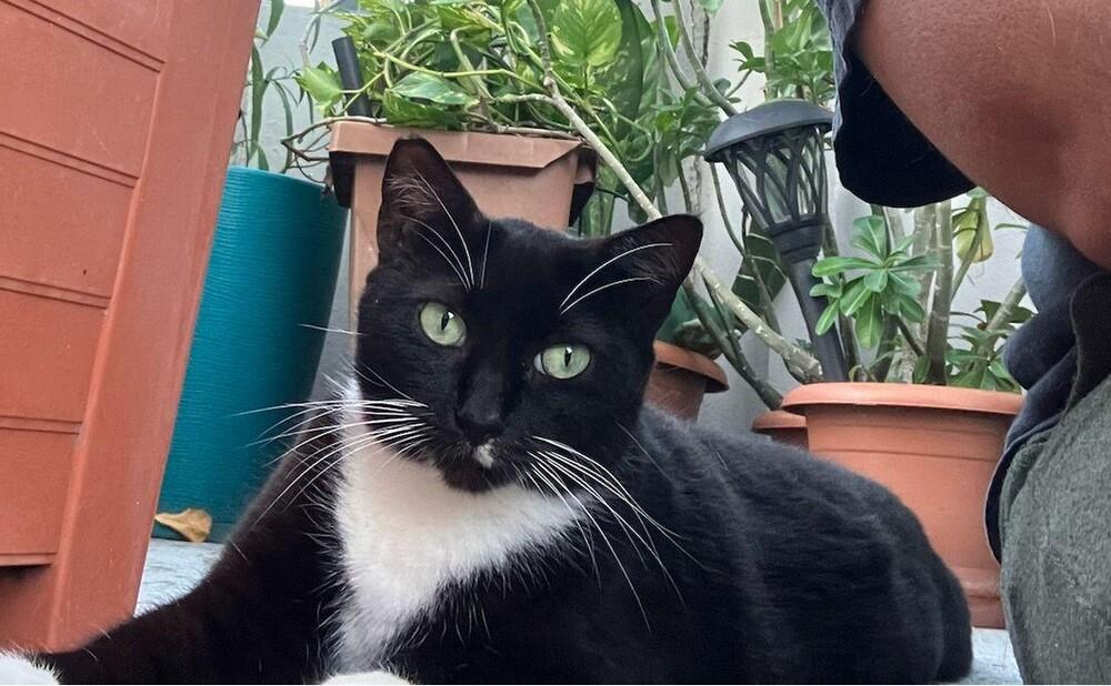 Enlarge Alisha, a Adoptable Domestic Short Hair in Naranjito, PR image 3/3