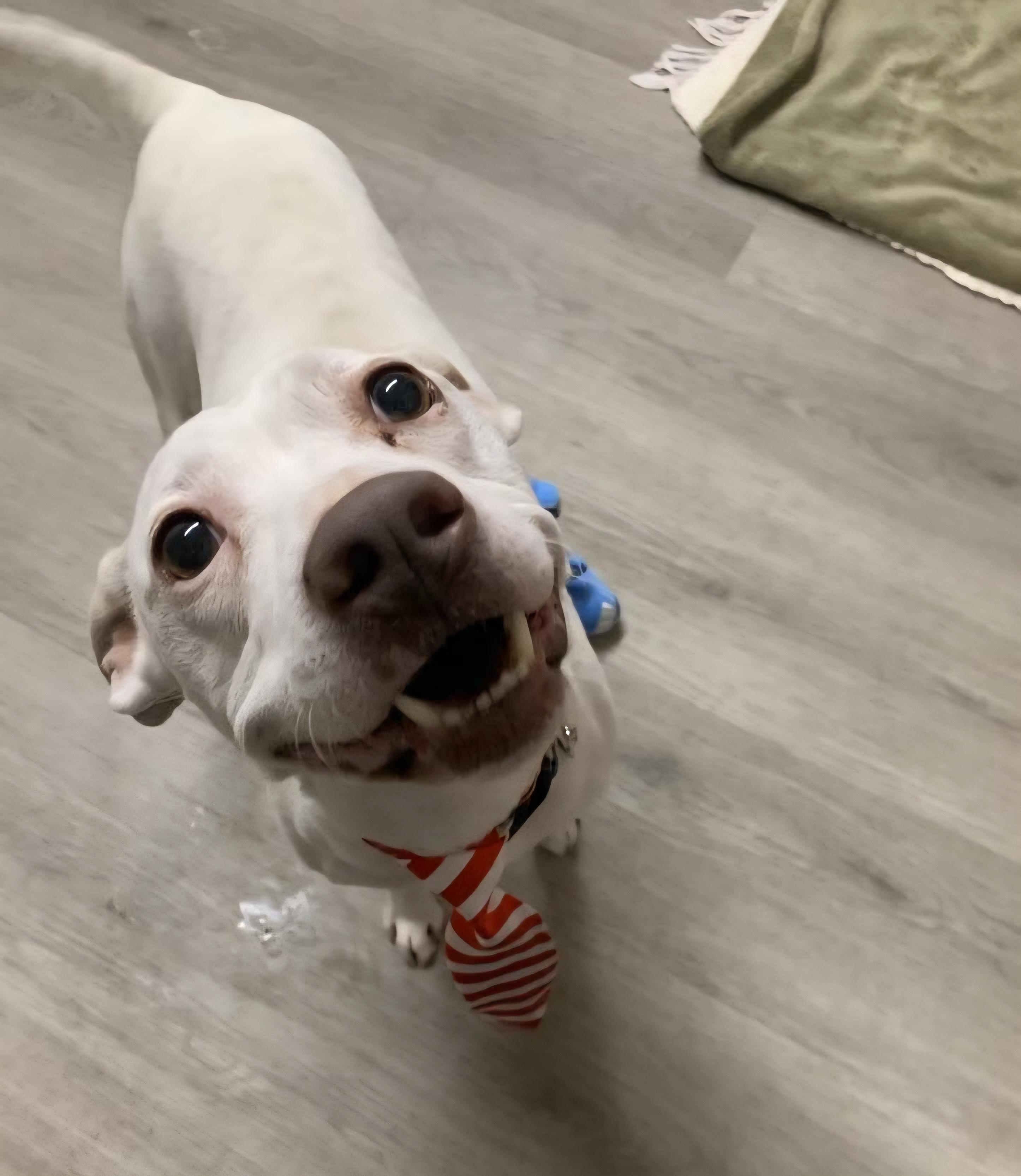 Rayleigh, an adoptable mixed breed in Mansfield, OH image 4/4
