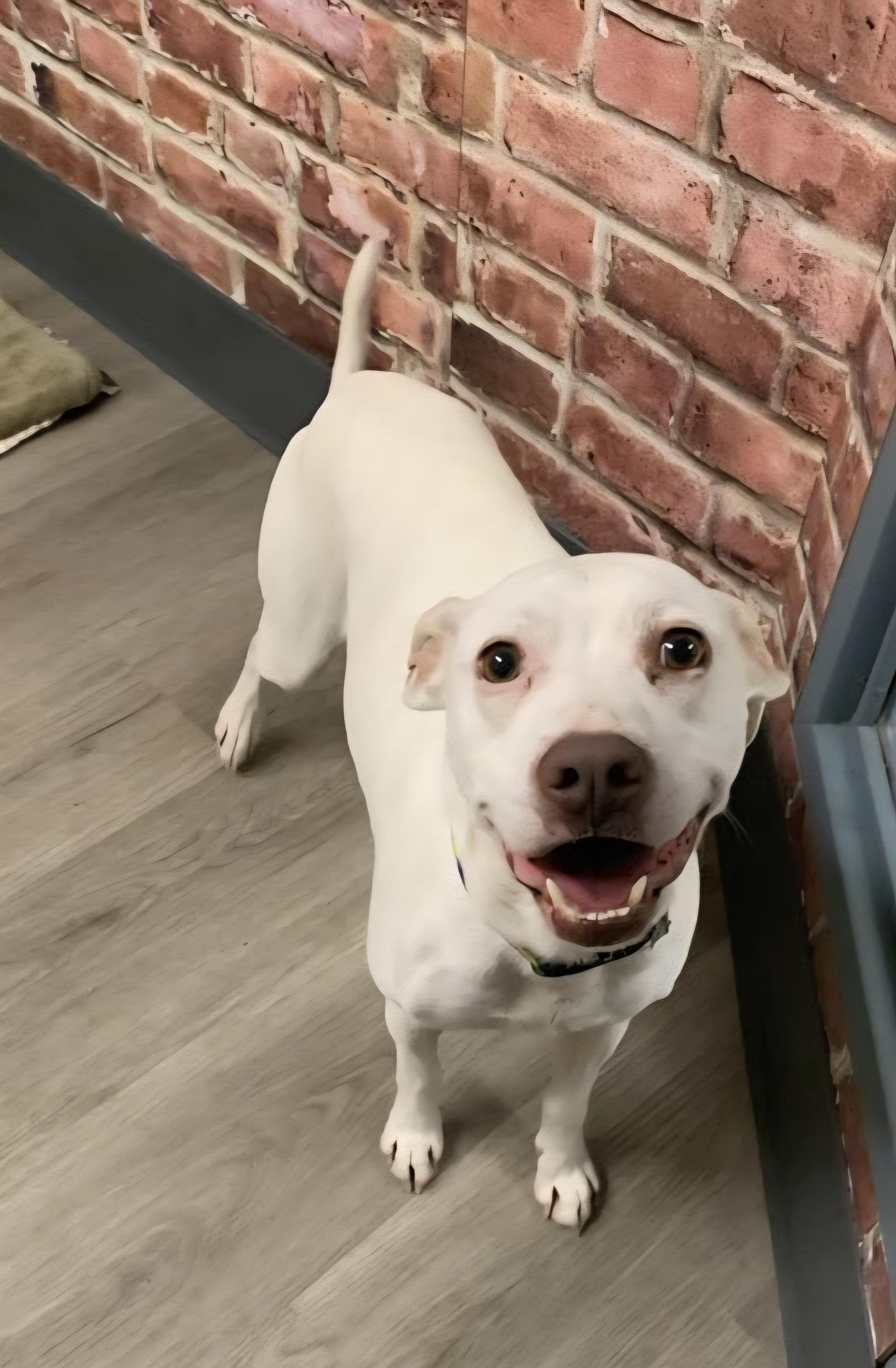 Rayleigh, an adoptable mixed breed in Mansfield, OH image 3/4