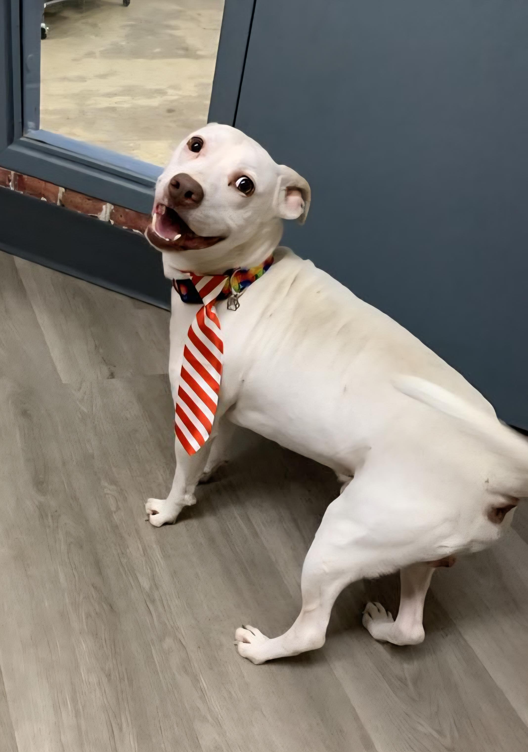 Rayleigh, an adoptable mixed breed in Mansfield, OH image 1/4