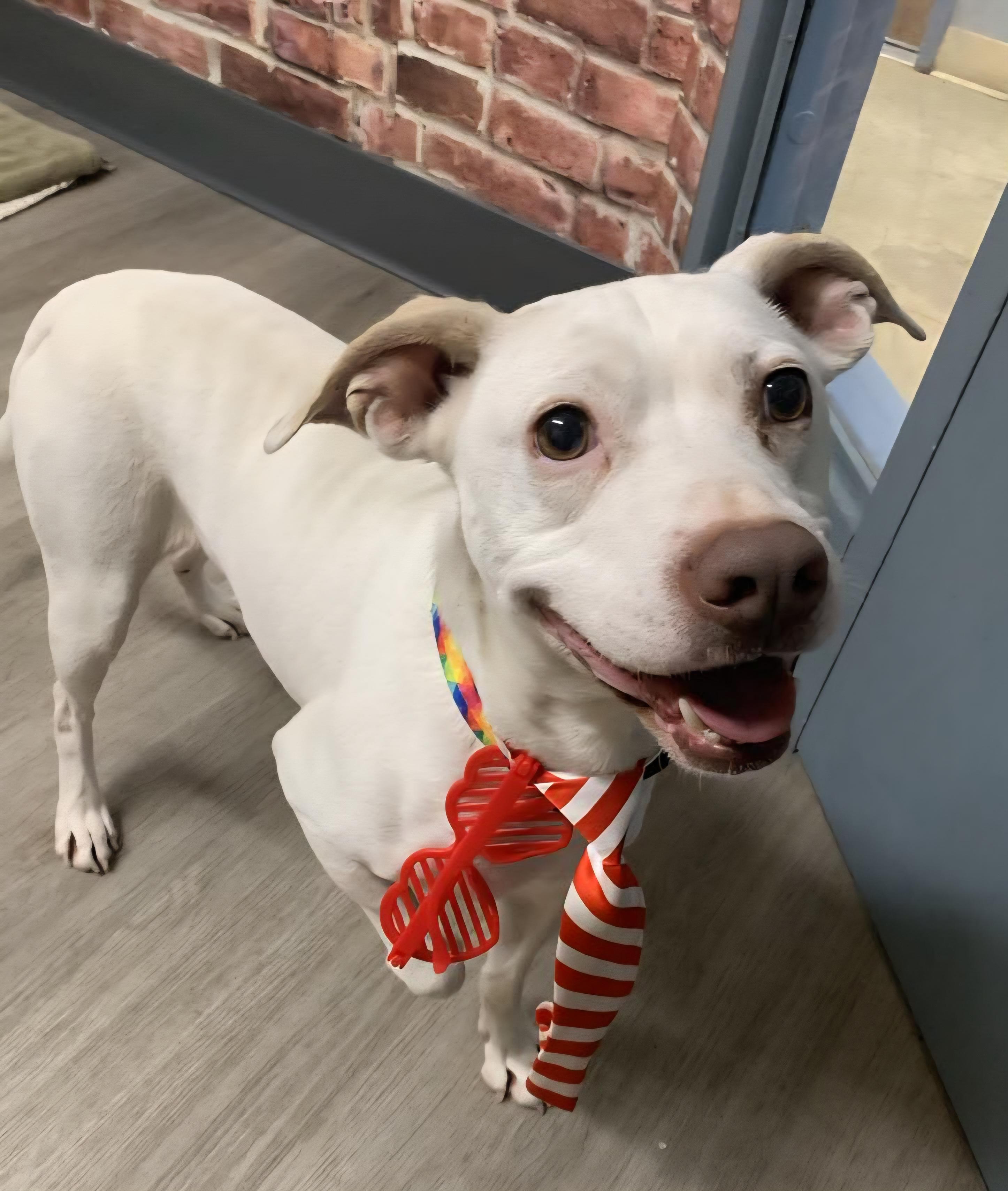 Rayleigh, adoptable, Adult Male Pit Bull Terrier.