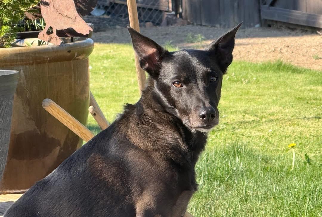 Enlarge Brodie, a Adoptable mixed breed in Prineville, OR image 3/3