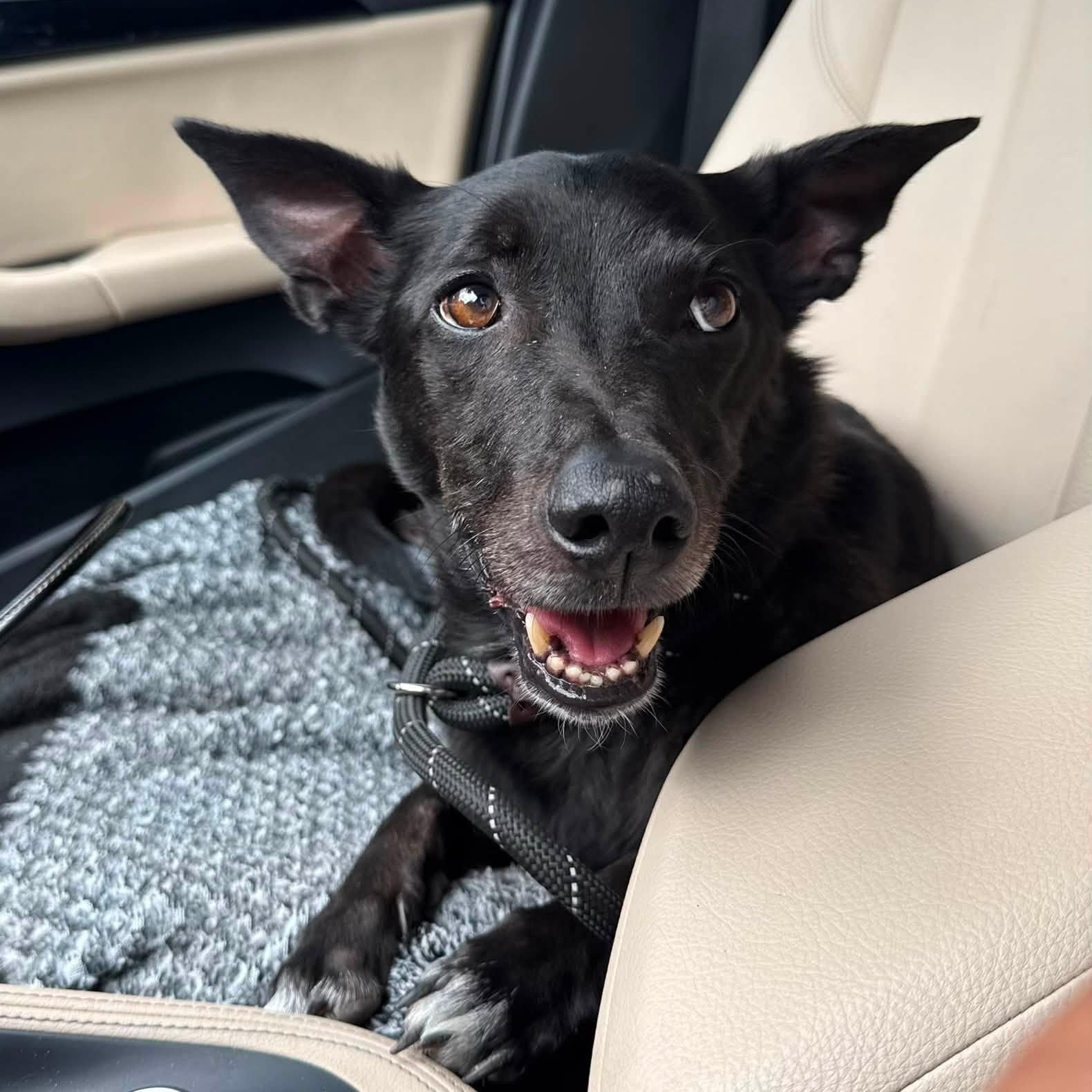 Enlarge Brodie, a Adoptable mixed breed in Prineville, OR image 1/3