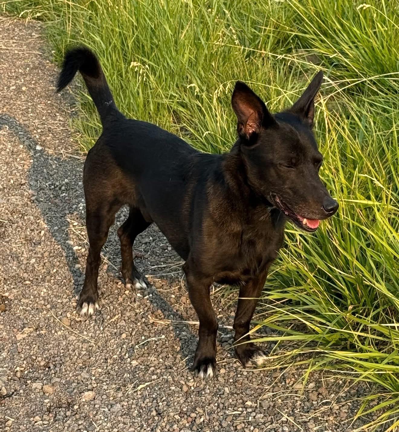 Enlarge Brodie, a Adoptable mixed breed in Prineville, OR image 2/3
