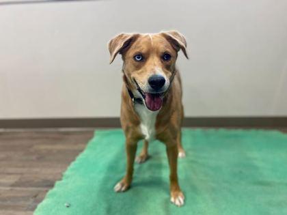 Darla, Adoptable, Young Female Labrador Retriever & Mixed Breed.