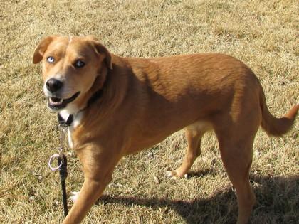 Enlarge Darla, a Adoptable mixed breed in Boulder, CO image 2/3