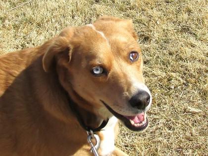 Enlarge Darla, a Adoptable mixed breed in Boulder, CO image 3/3