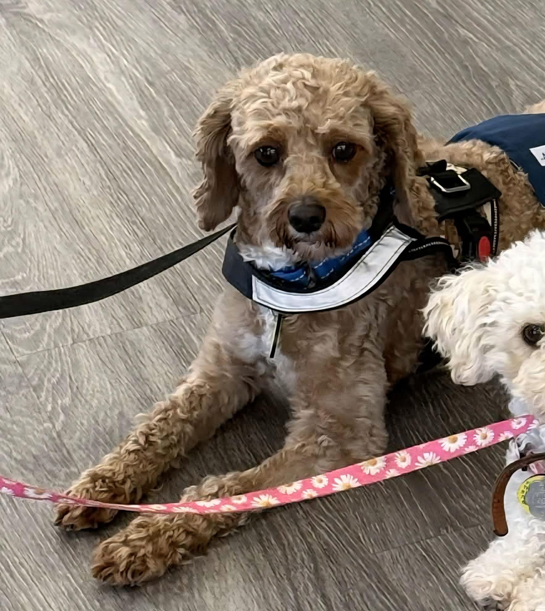 Rocky, ADOPTABLE, Adult Male Miniature Poodle & Poodle (Toy).