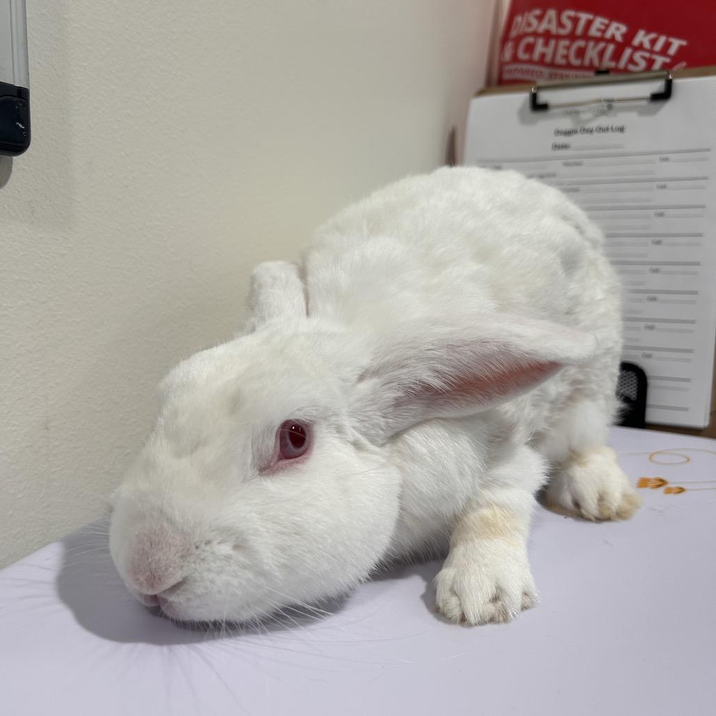 Ivory, Adoptable, Adult Male American & American.