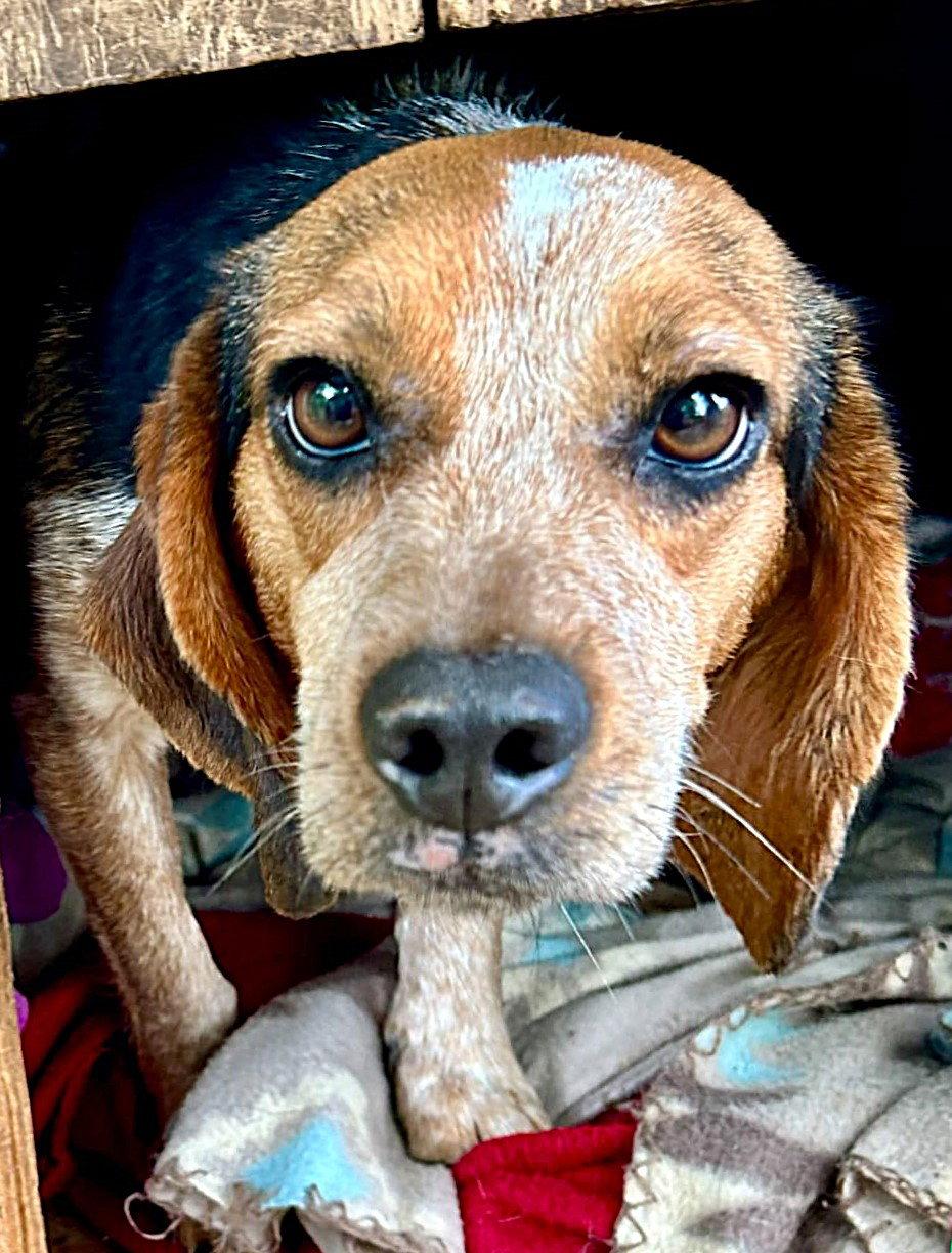 Otter, Adoptable, Young Male Beagle.