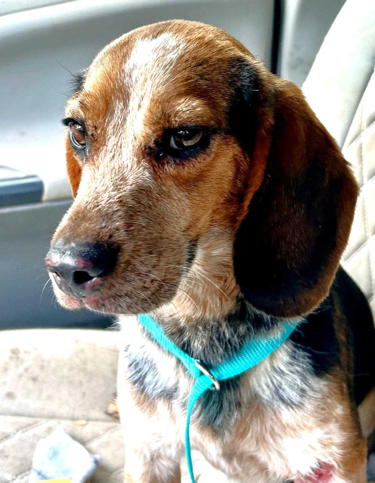 Enlarge Otter, a Adoptable Beagle in Dunnellon, FL image 2/3