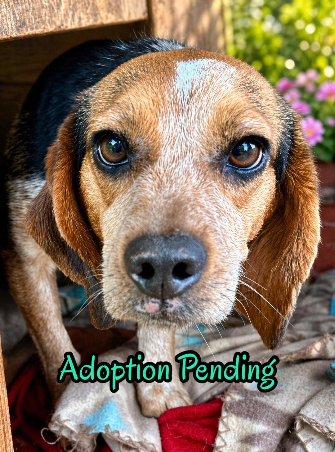 Enlarge Otter, a Adoptable Beagle in Dunnellon, FL image 3/3