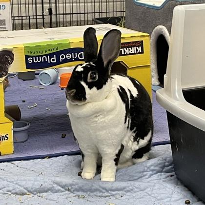 Dodger, a Adoptable Rex in Wheaton, IL image 1/2