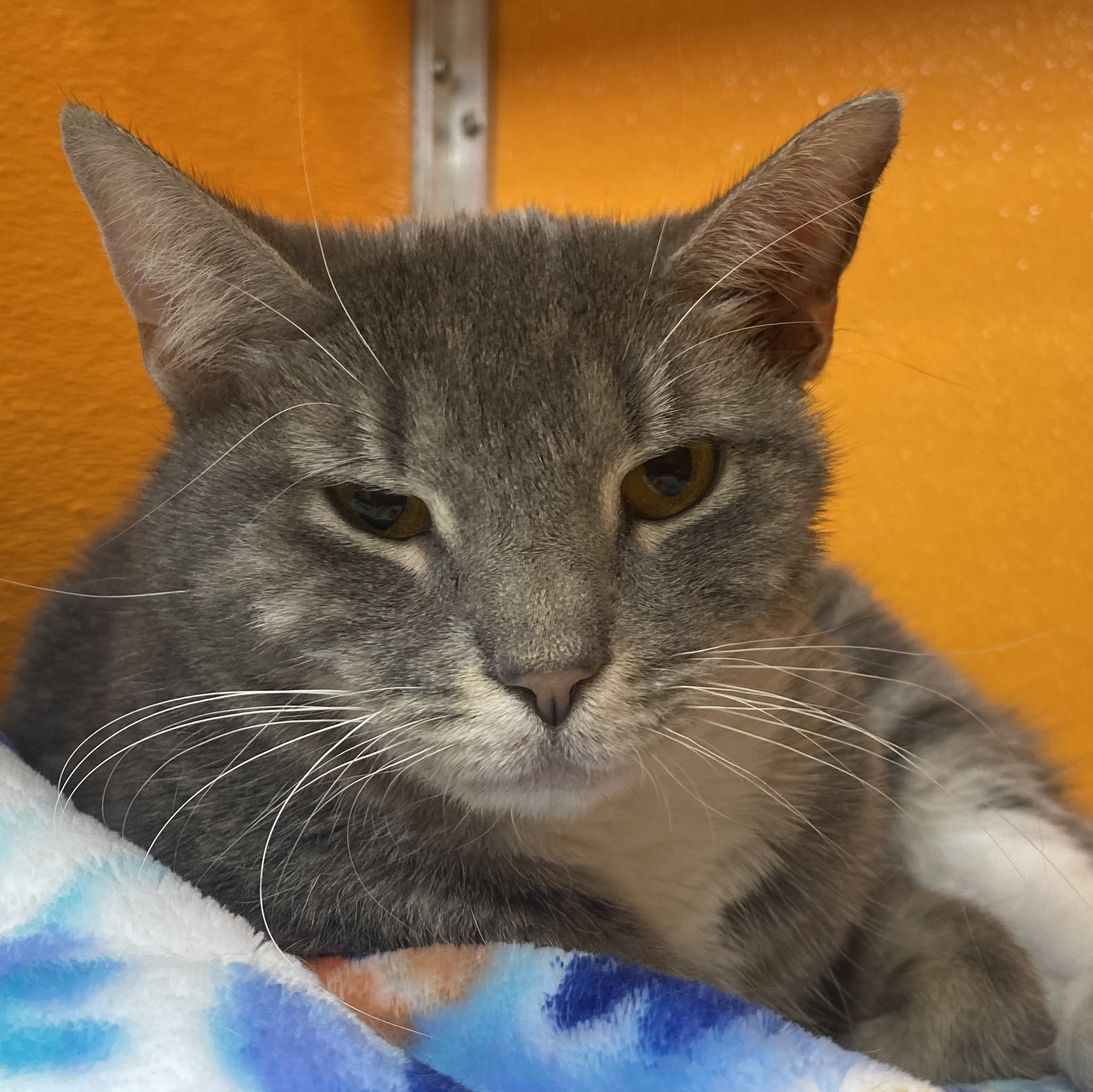 Enlarge Prada, an adoptable Domestic Short Hair in Elyria, OH image 2/4