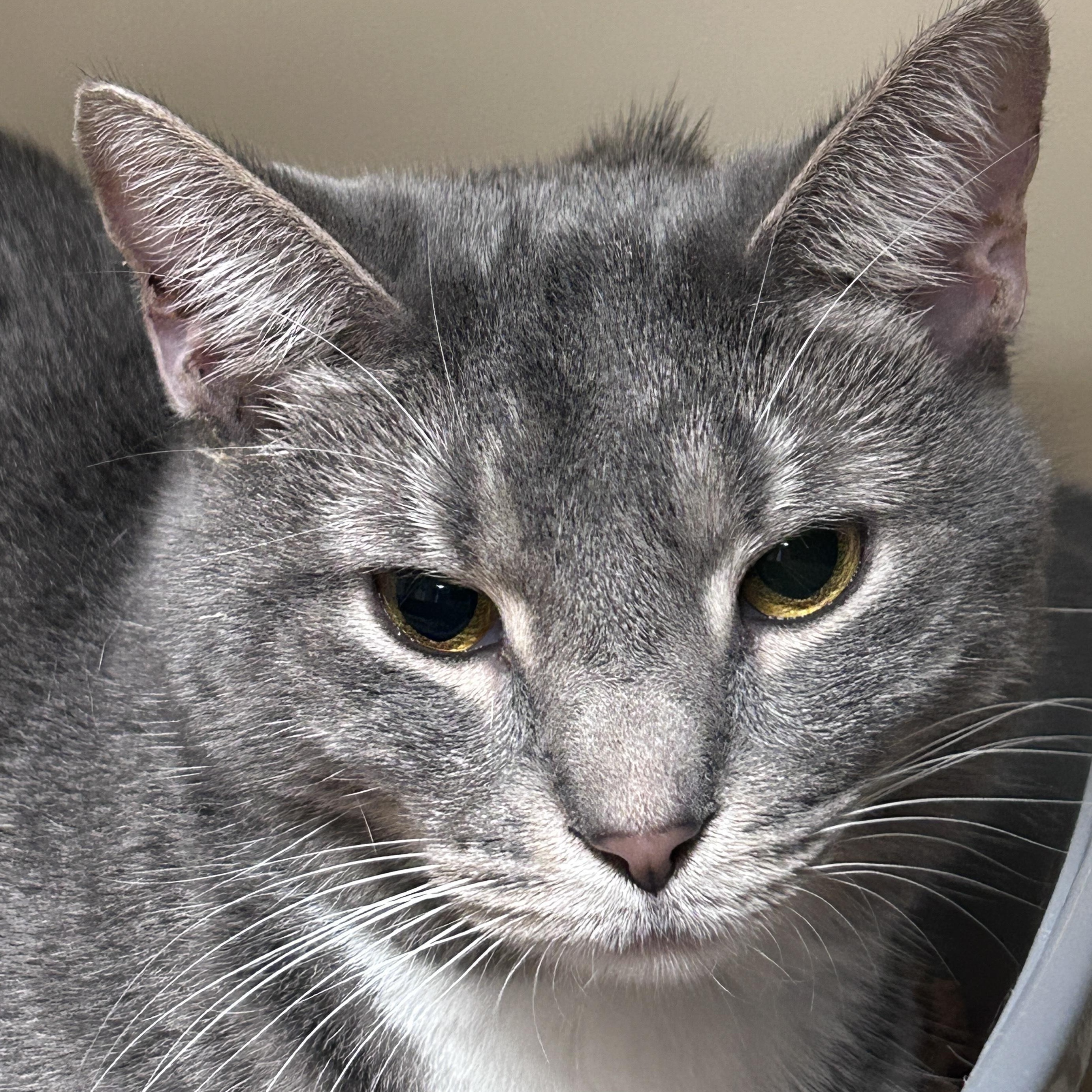 Enlarge Prada, an adoptable Domestic Short Hair in Elyria, OH image 3/4