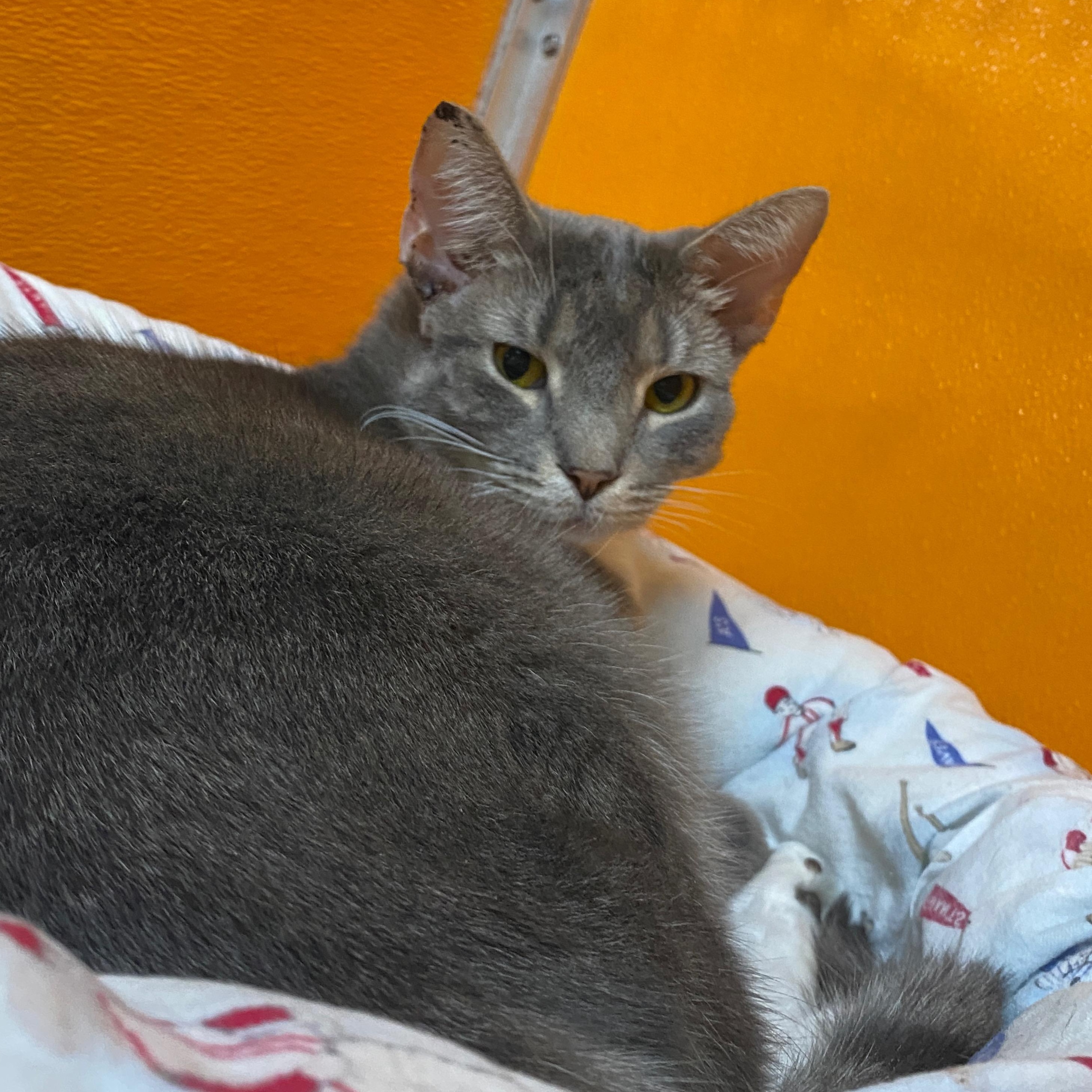 Prada, adoptable, Adult Female Domestic Short Hair.
