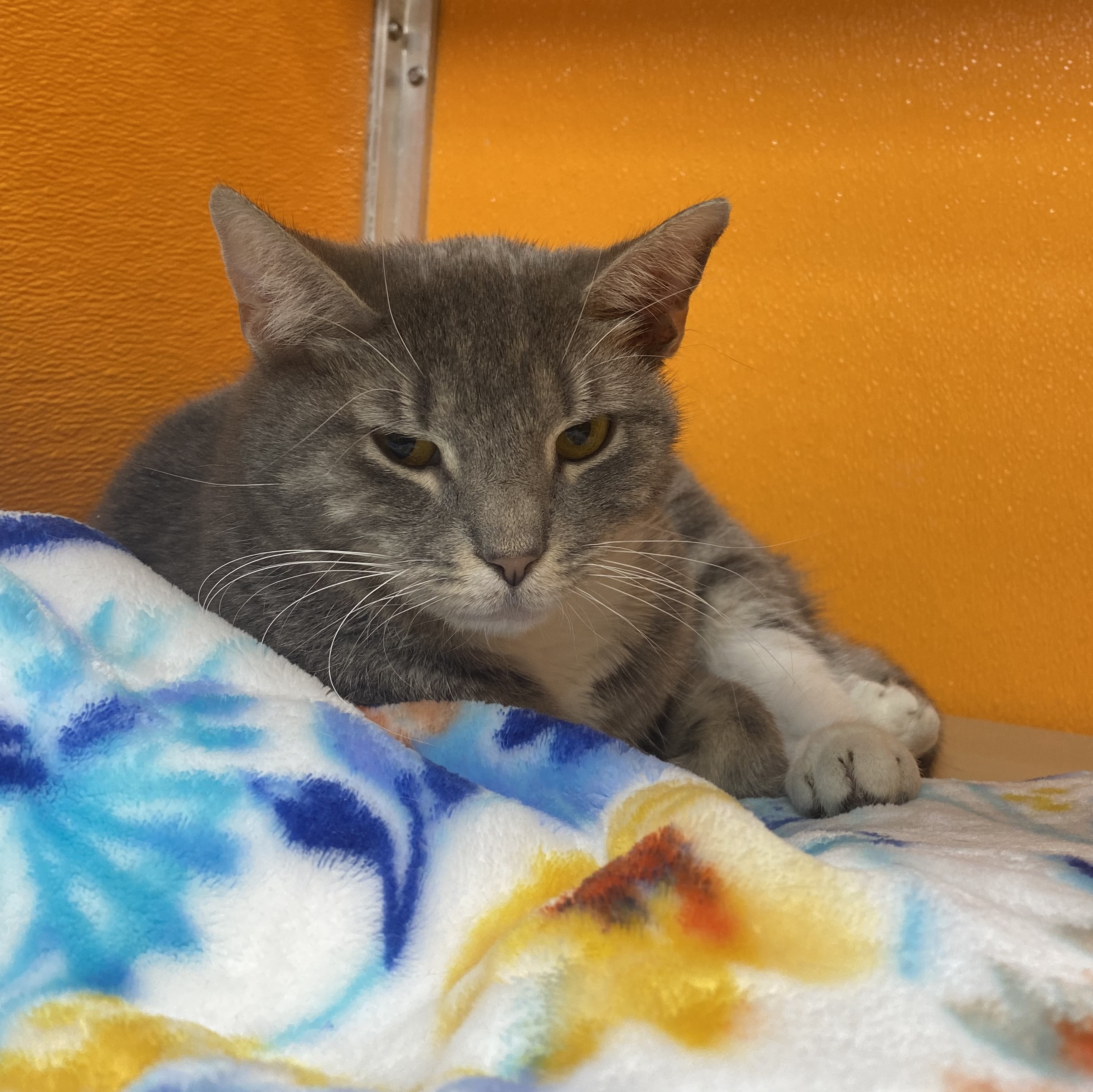 Enlarge Prada, an adoptable Domestic Short Hair in Elyria, OH image 4/4